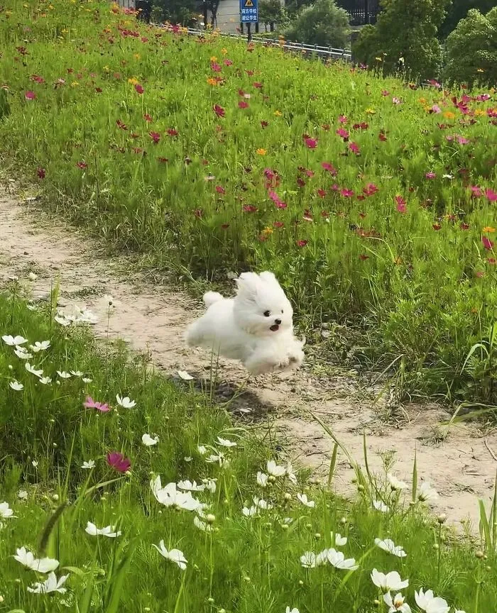 60 Of The Sweetest Tiny Animals Shared By The ‘Smol Posts’ Page