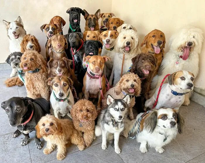 This Dog Daycare Has Mastered Getting Dozens Of Dogs To Pose Together, And Here Are 31 Of Their New Group Photos
