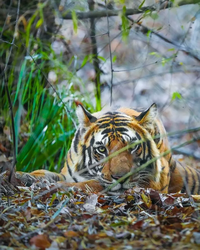 32 Powerful Animal Photos By Ze Da Quinta That Show Wildlife From Up Close