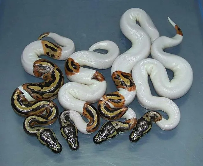 40 Times Nature "Ran Out Of Ink" And Created These Breathtakingly Beautiful Albino Animals