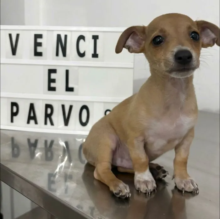 50 Pics Of Puppies Who Overcame A Life-Threatening Case Of Parvovirus Shared By Delka Hospital Veterinario