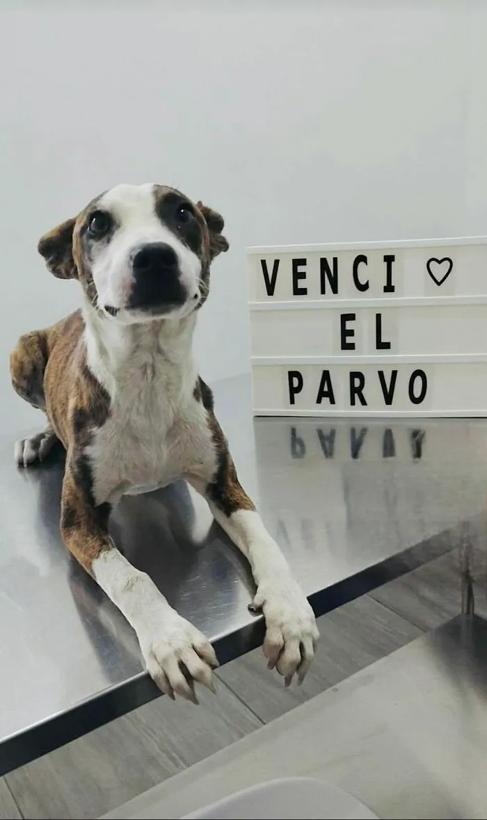 50 Pics Of Puppies Who Overcame A Life-Threatening Case Of Parvovirus Shared By Delka Hospital Veterinario