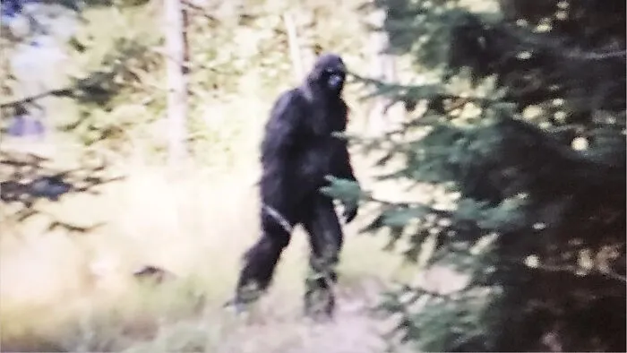 Bigfoot Is A Protected Species In Washington