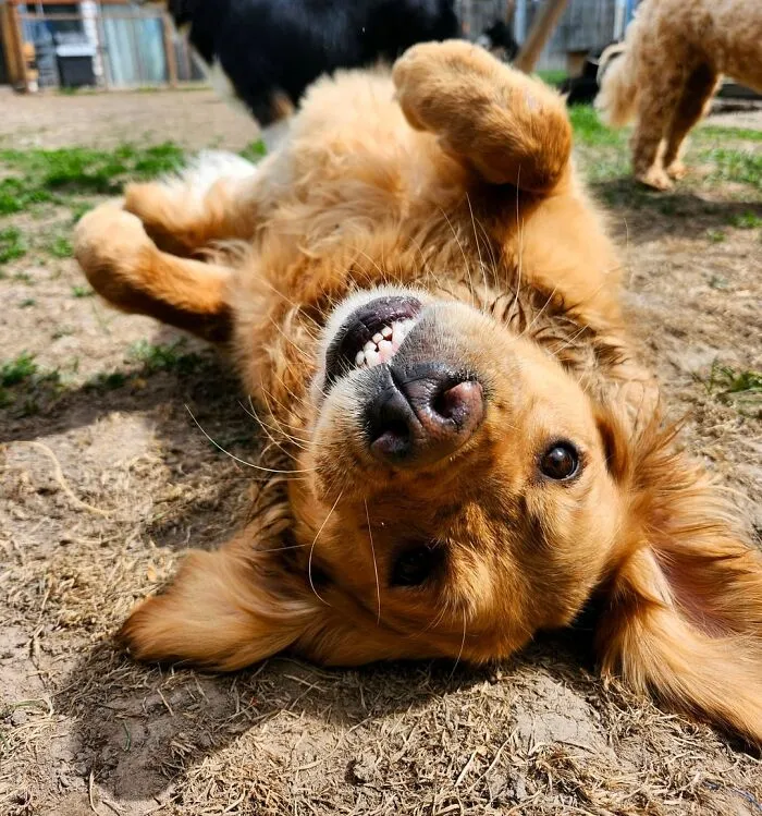 Dog Owners Are Sharing The Best Daycare Moments, And Here Are 51 That Stole The Show