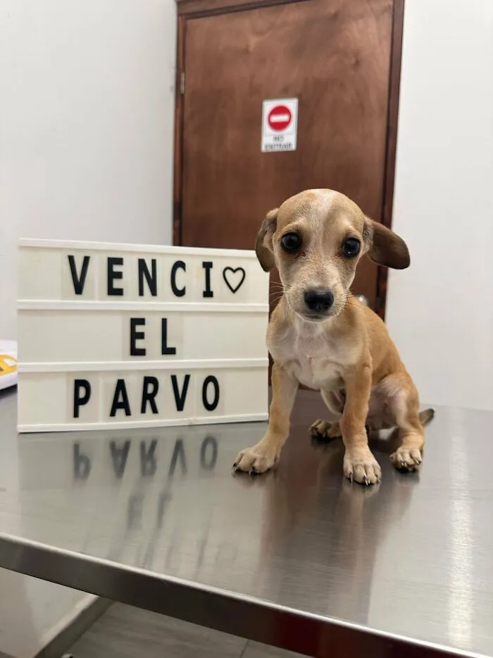 50 Pics Of Puppies Who Overcame A Life-Threatening Case Of Parvovirus Shared By Delka Hospital Veterinario