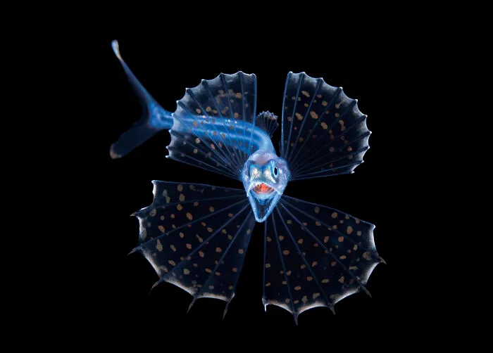 Portrait, Runner Up: Screaming Swallower By Steven Kovacs