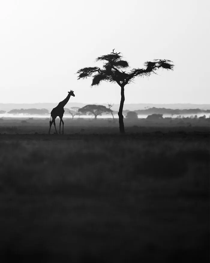 50 Incredible Wildlife Shots By This Photographer, Along With The Memories Behind Each One