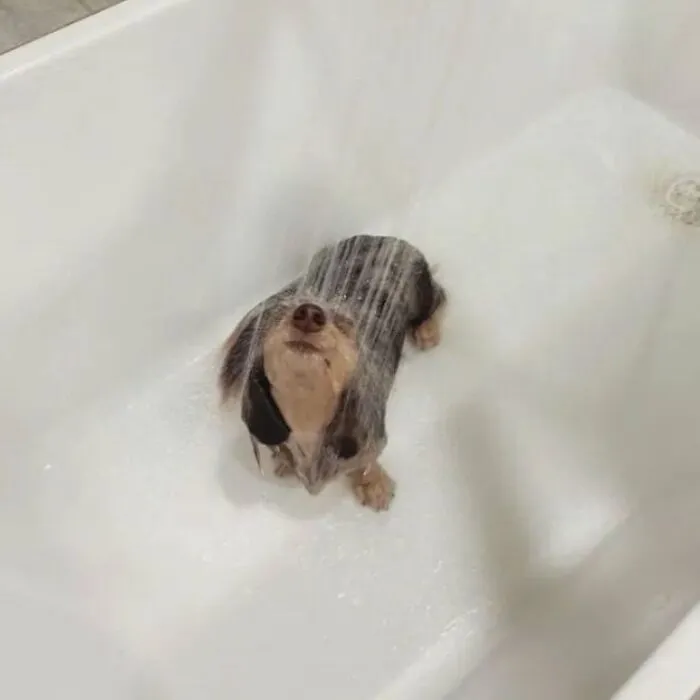 60 Of The Sweetest Tiny Animals Shared By The ‘Smol Posts’ Page