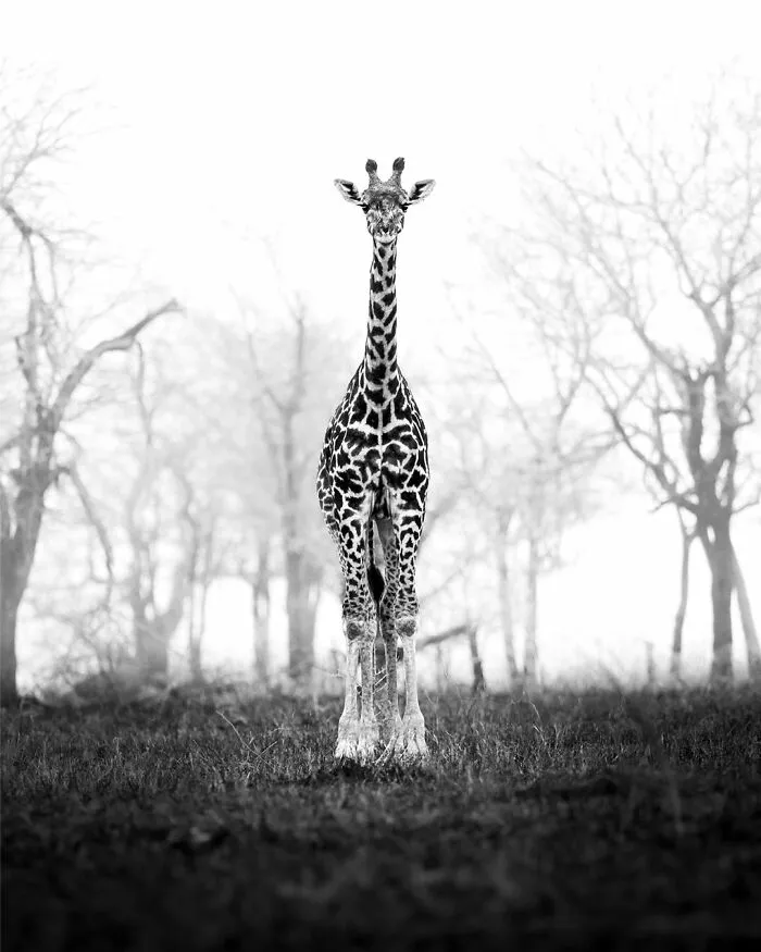 50 Incredible Wildlife Shots By This Photographer, Along With The Memories Behind Each One
