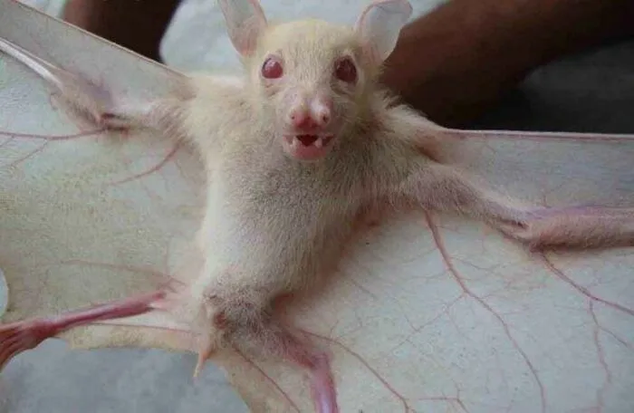 40 Times Nature "Ran Out Of Ink" And Created These Breathtakingly Beautiful Albino Animals