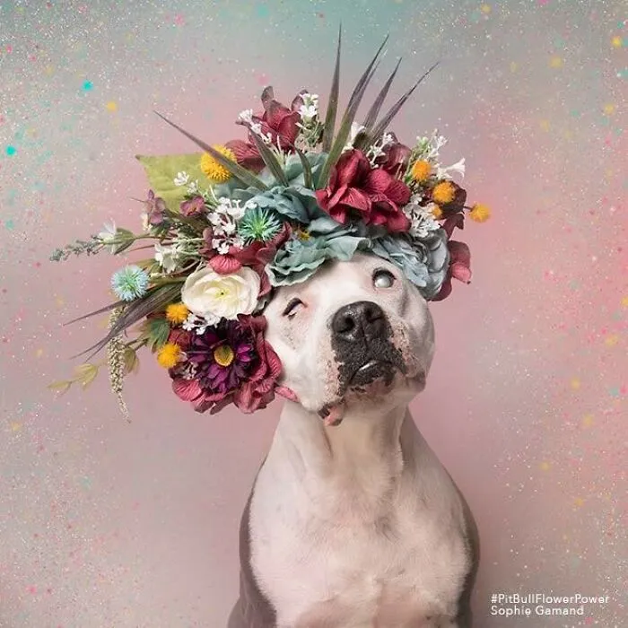 “He Isn’t A Pit Bull, He Is A Flower Dog!”: 26 New Photos Changing Perception One Person At A Time