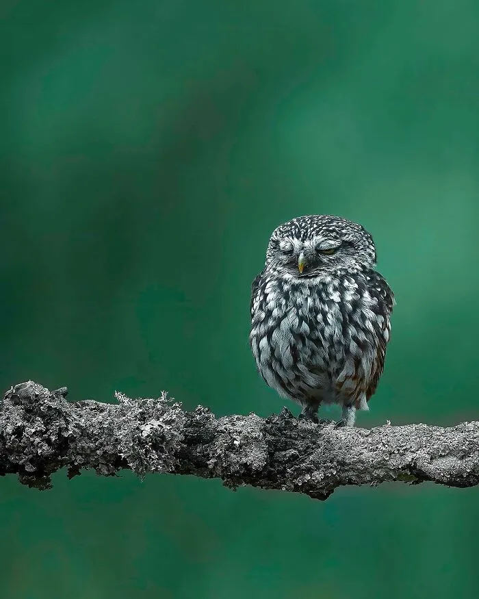 32 Powerful Animal Photos By Ze Da Quinta That Show Wildlife From Up Close