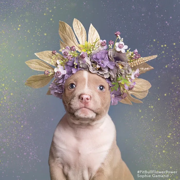 “He Isn’t A Pit Bull, He Is A Flower Dog!”: 26 New Photos Changing Perception One Person At A Time