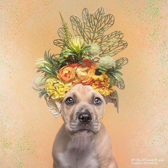 “He Isn’t A Pit Bull, He Is A Flower Dog!”: 26 New Photos Changing Perception One Person At A Time