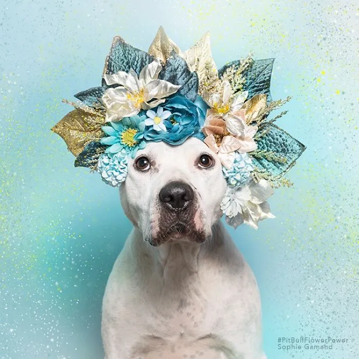 “He Isn’t A Pit Bull, He Is A Flower Dog!”: 26 New Photos Changing Perception One Person At A Time