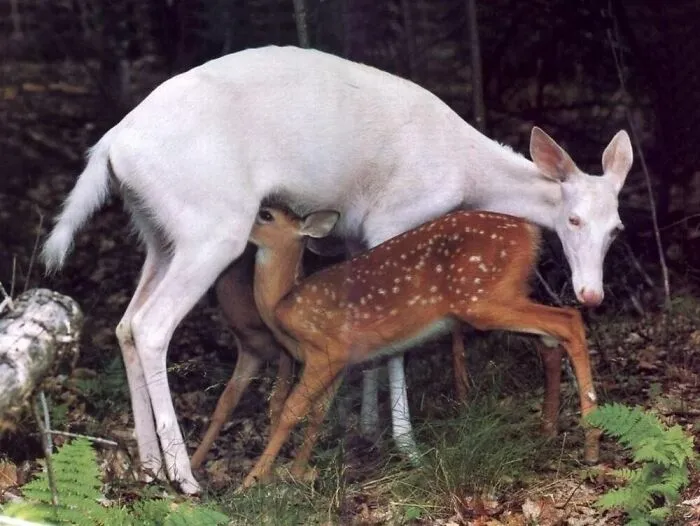 40 Times Nature "Ran Out Of Ink" And Created These Breathtakingly Beautiful Albino Animals