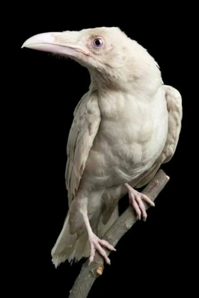 40 Times Nature "Ran Out Of Ink" And Created These Breathtakingly Beautiful Albino Animals