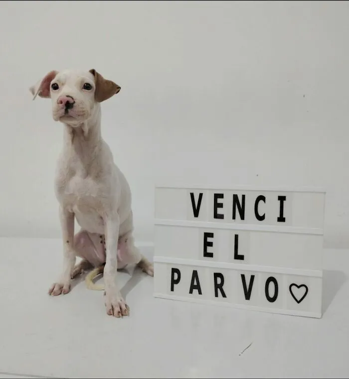 50 Pics Of Puppies Who Overcame A Life-Threatening Case Of Parvovirus Shared By Delka Hospital Veterinario