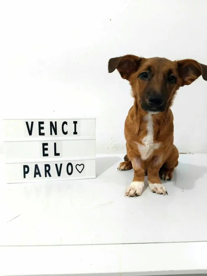 50 Pics Of Puppies Who Overcame A Life-Threatening Case Of Parvovirus Shared By Delka Hospital Veterinario
