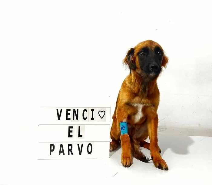 50 Pics Of Puppies Who Overcame A Life-Threatening Case Of Parvovirus Shared By Delka Hospital Veterinario