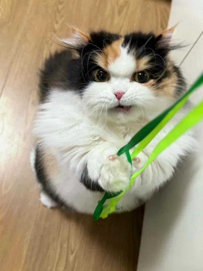 50 Hilarious And Adorable Cat Photos That Perfectly Capture Everyday Chaos, Shared By This Community (New Pics)