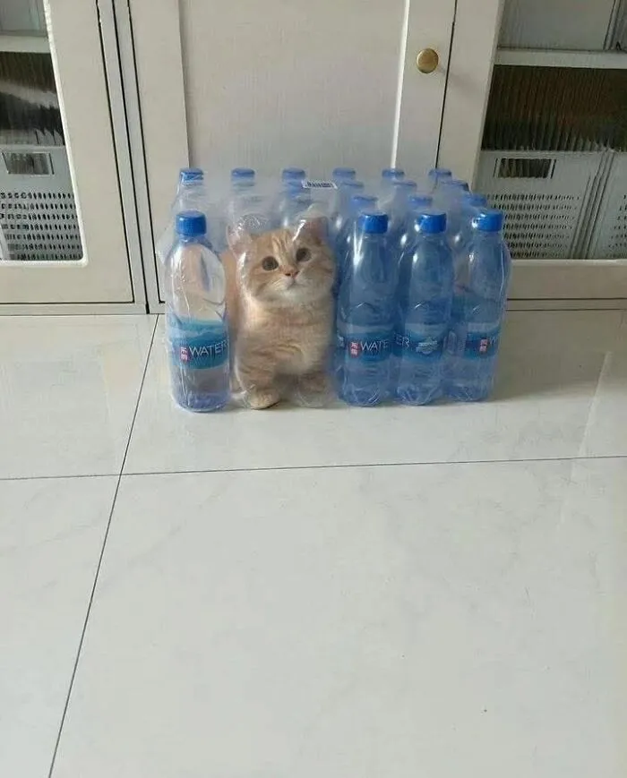 Hilarious and adorable cat photo of a kitten trapped in a plastic water bottle packaging, capturing everyday chaos.