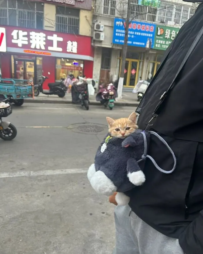 Hilarious and adorable cat photo of an orange kitten in a shoulder bag on a city street, capturing everyday chaos.