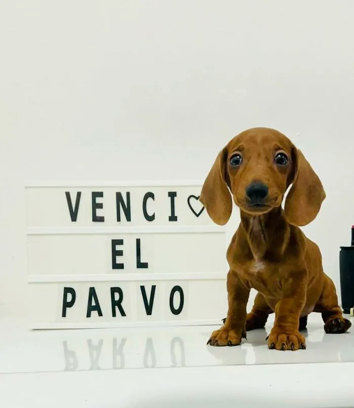 50 Pics Of Puppies Who Overcame A Life-Threatening Case Of Parvovirus Shared By Delka Hospital Veterinario