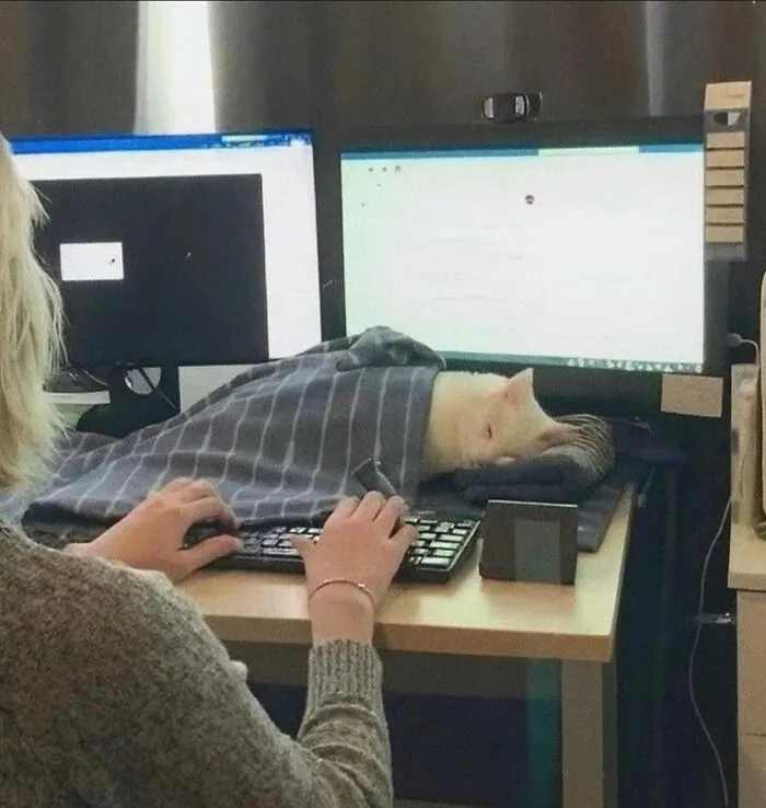 Hilarious and adorable cat photo of a white cat sleeping under a blanket next to a computer, capturing everyday chaos.