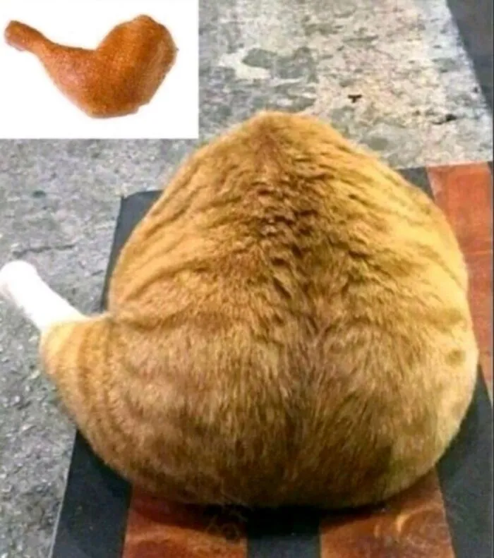 Hilarious and adorable cat photo of an orange cat resembling a chicken drumstick, capturing everyday chaos.
