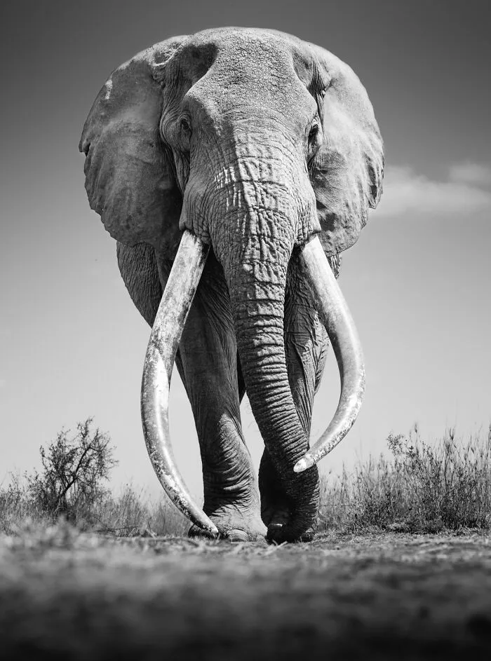 50 Incredible Wildlife Shots By This Photographer, Along With The Memories Behind Each One