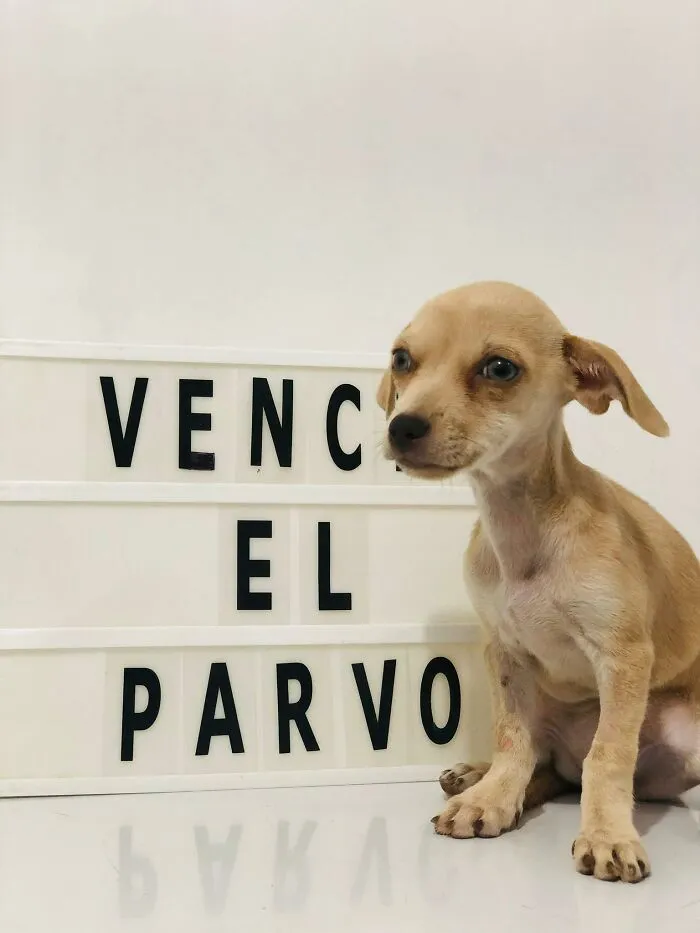 50 Pics Of Puppies Who Overcame A Life-Threatening Case Of Parvovirus Shared By Delka Hospital Veterinario
