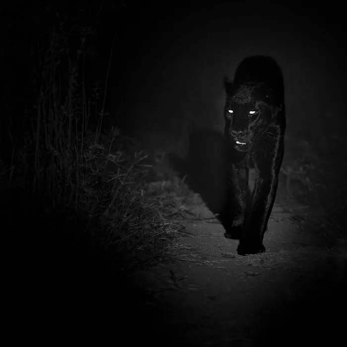 50 Incredible Wildlife Shots By This Photographer, Along With The Memories Behind Each One