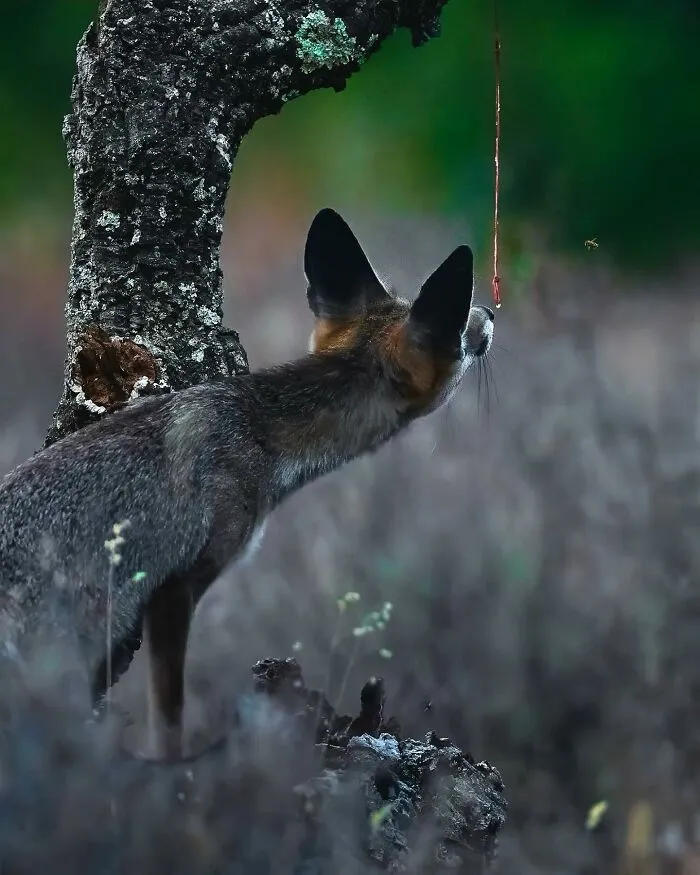 32 Powerful Animal Photos By Ze Da Quinta That Show Wildlife From Up Close