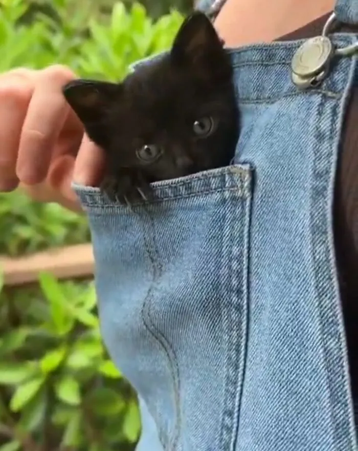 Hilarious and adorable cat photo of a small black kitten peeking from a denim overall pocket, capturing everyday chaos.