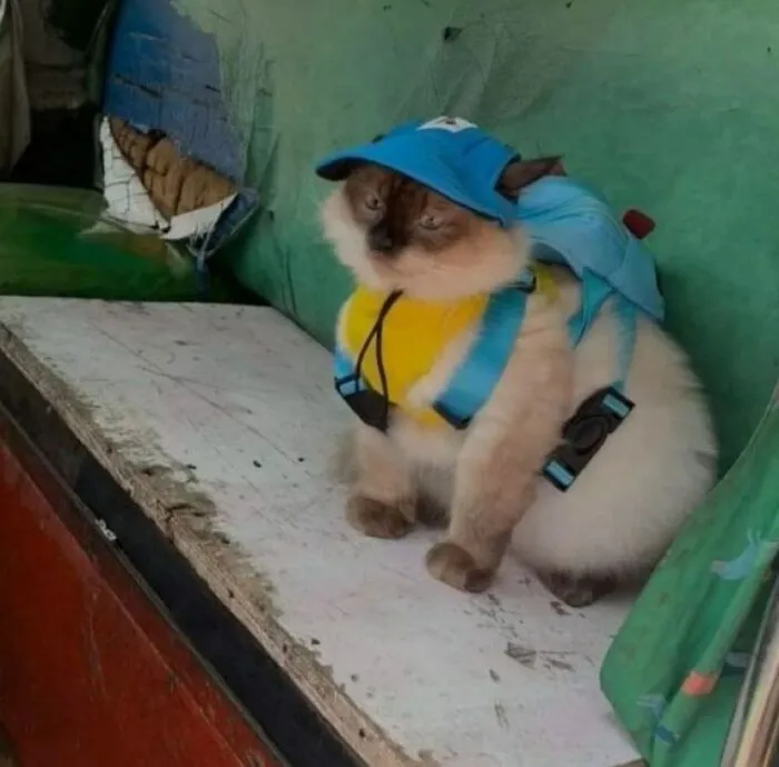 Hilarious and adorable cat photo of a cat wearing a blue cap and backpack, perfectly capturing everyday chaos.
