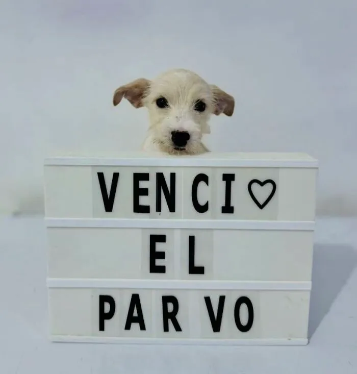 50 Pics Of Puppies Who Overcame A Life-Threatening Case Of Parvovirus Shared By Delka Hospital Veterinario