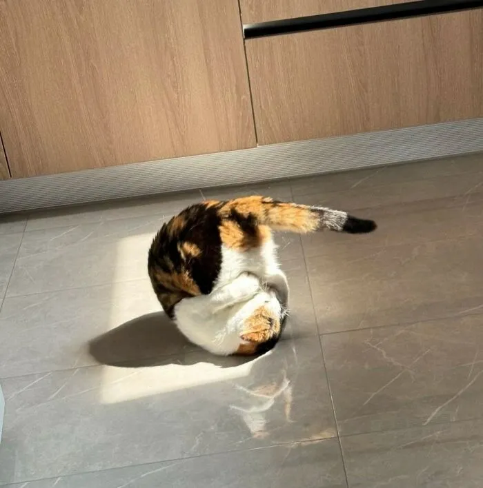 Hilarious and adorable cat photo of a calico cat rolled up on a tiled floor in sunlight, capturing everyday chaos.