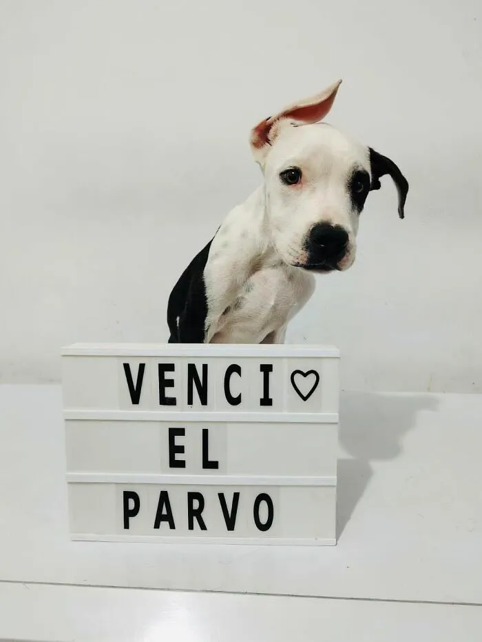 50 Pics Of Puppies Who Overcame A Life-Threatening Case Of Parvovirus Shared By Delka Hospital Veterinario