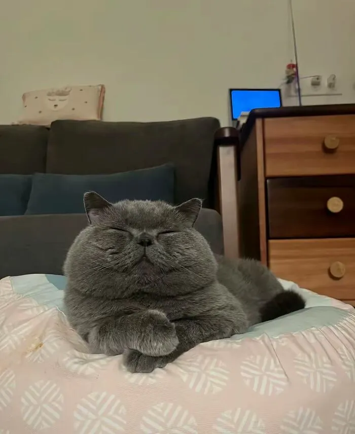 50 Hilarious And Adorable Cat Photos That Perfectly Capture Everyday Chaos, Shared By This Community (New Pics)