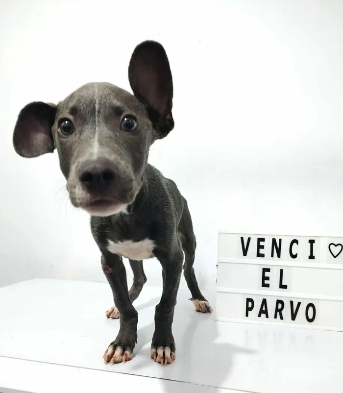 50 Pics Of Puppies Who Overcame A Life-Threatening Case Of Parvovirus Shared By Delka Hospital Veterinario