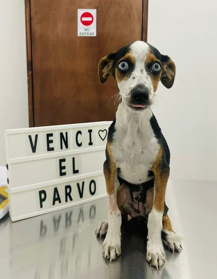 50 Pics Of Puppies Who Overcame A Life-Threatening Case Of Parvovirus Shared By Delka Hospital Veterinario