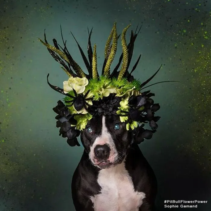 “He Isn’t A Pit Bull, He Is A Flower Dog!”: 26 New Photos Changing Perception One Person At A Time