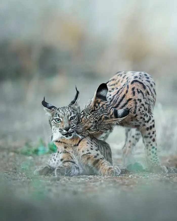 32 Powerful Animal Photos By Ze Da Quinta That Show Wildlife From Up Close
