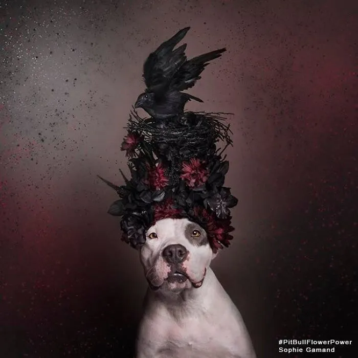 “He Isn’t A Pit Bull, He Is A Flower Dog!”: 26 New Photos Changing Perception One Person At A Time