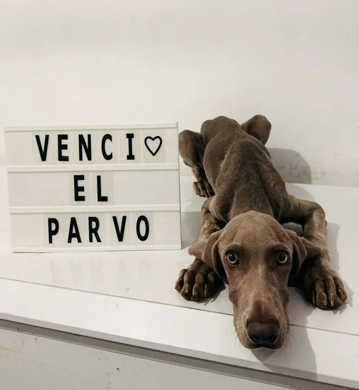 50 Pics Of Puppies Who Overcame A Life-Threatening Case Of Parvovirus Shared By Delka Hospital Veterinario