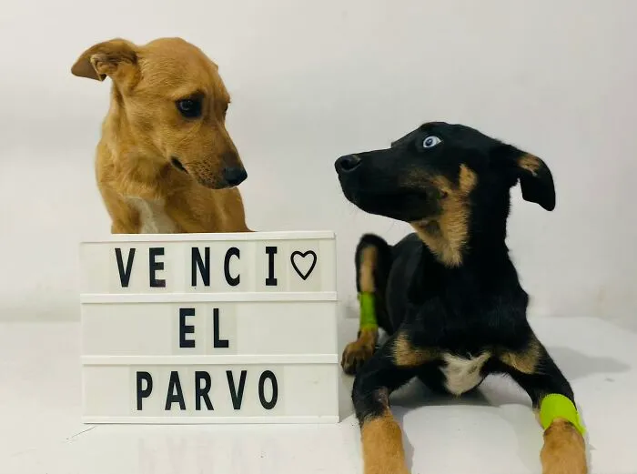 50 Pics Of Puppies Who Overcame A Life-Threatening Case Of Parvovirus Shared By Delka Hospital Veterinario