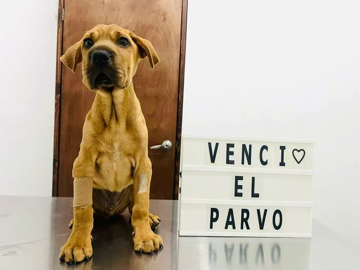 50 Pics Of Puppies Who Overcame A Life-Threatening Case Of Parvovirus Shared By Delka Hospital Veterinario