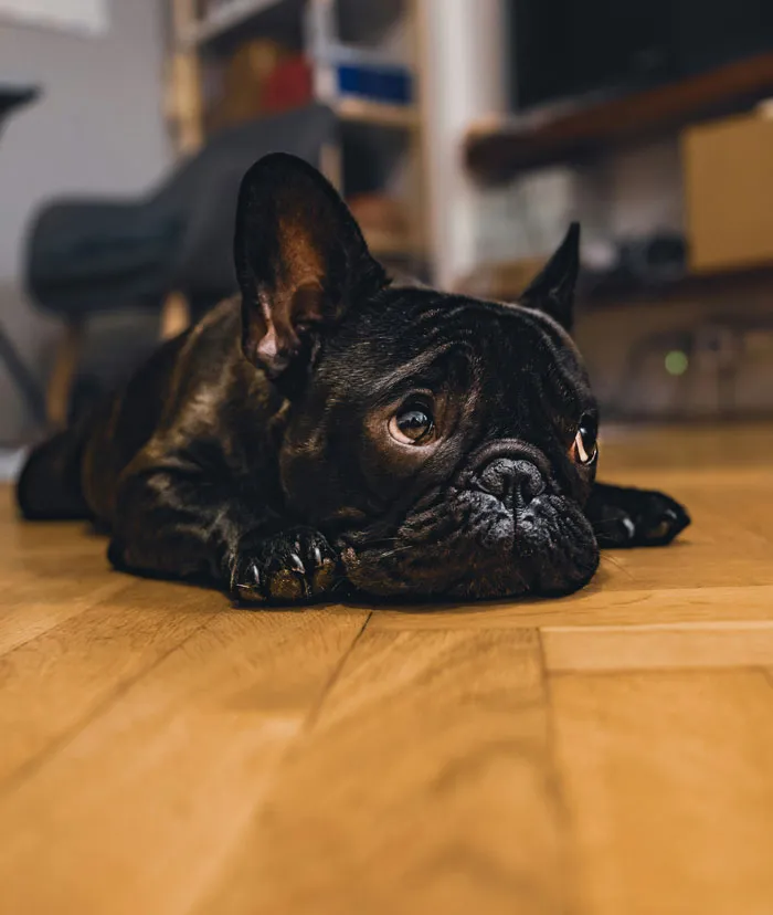 In-Laws Poisoned My Dog