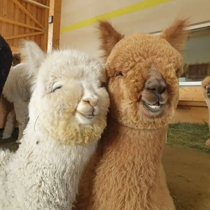 Georgia’s Llamas Say “Sue Me”
